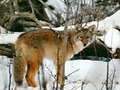 Coyote