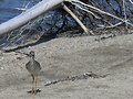 Sandpiper
