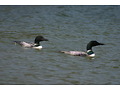 Loons
