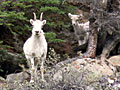 Dall Sheep