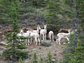 Dall Sheep