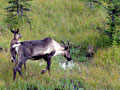 Caribou