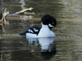Barrow's Goldeneye