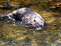 Beaver