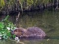 Beaver