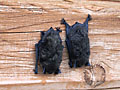 Bats