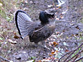 Ruffed Grouse