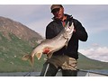 Lake Trout